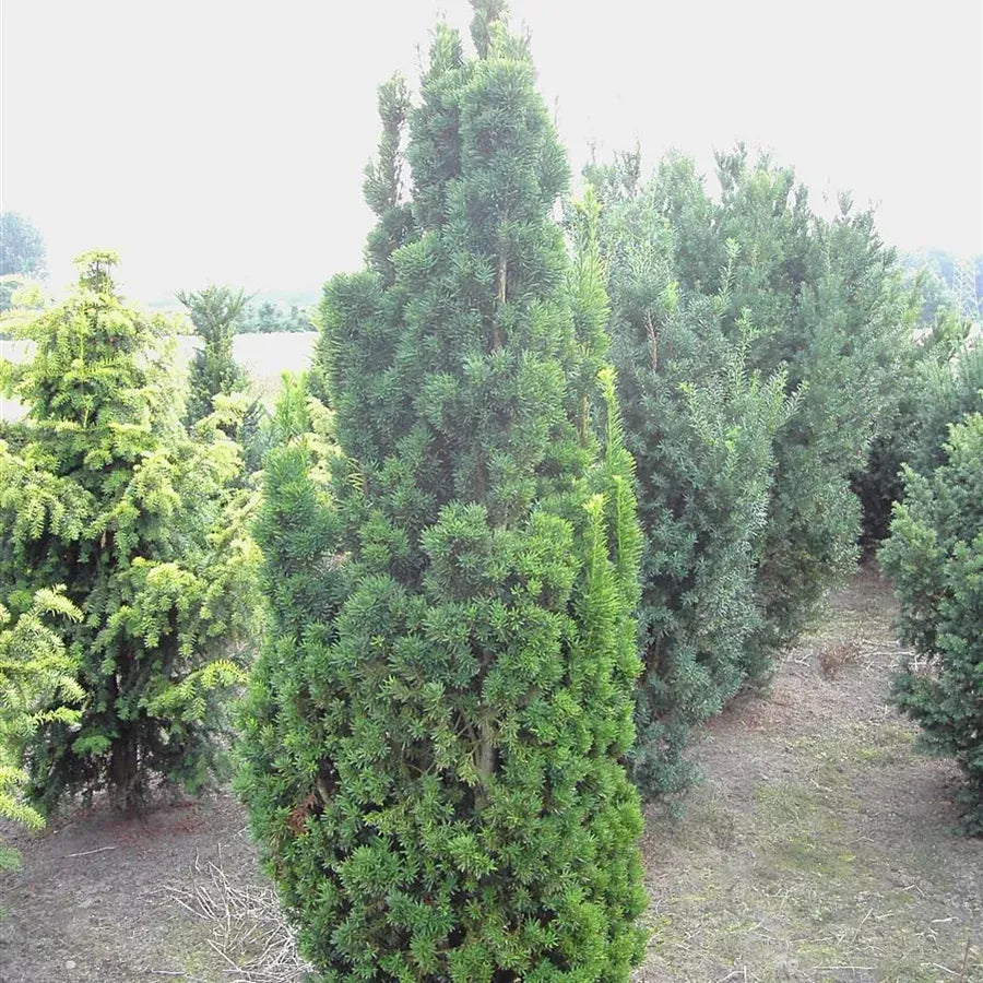 Taxus Media 'viridis' - View 26 from www redcrocus com