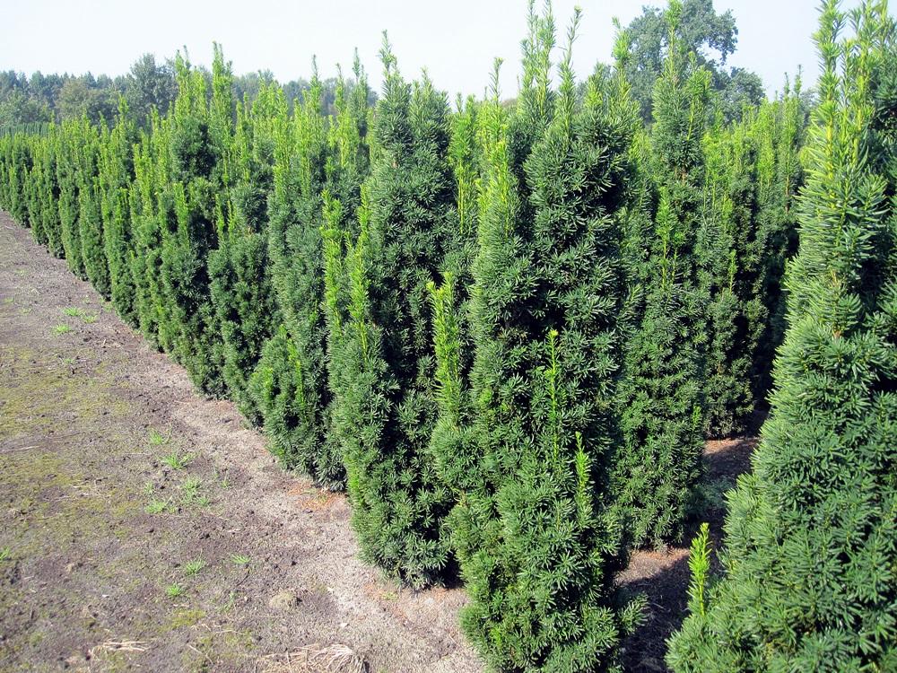Taxus Media 'viridis' - View 29 from www redcrocus com