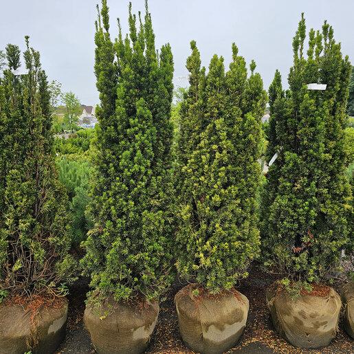 Taxus Media 'viridis' - View 2 from www redcrocus com