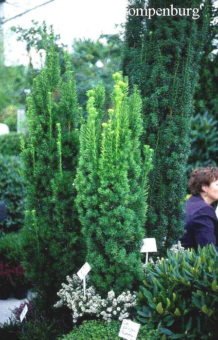 Taxus Media 'viridis' - View 7 from www redcrocus com