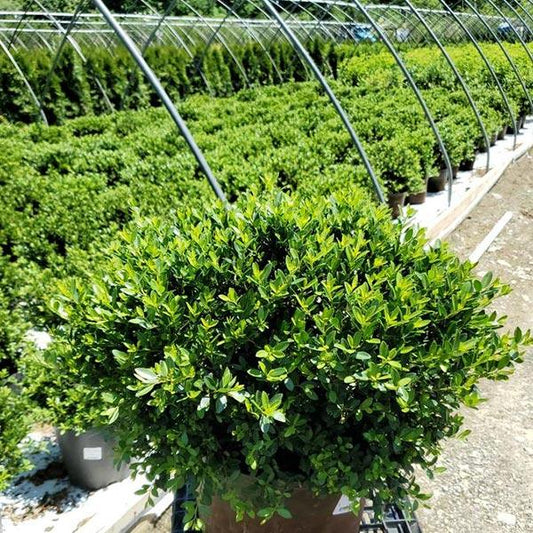 Ilex Crenata Hoogendorn - View 10 from www redcrocus com