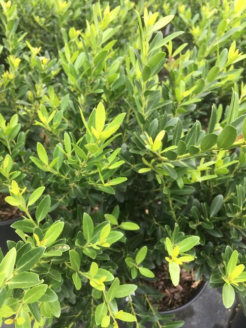 Ilex Crenata Hoogendorn - View 11 from www redcrocus com