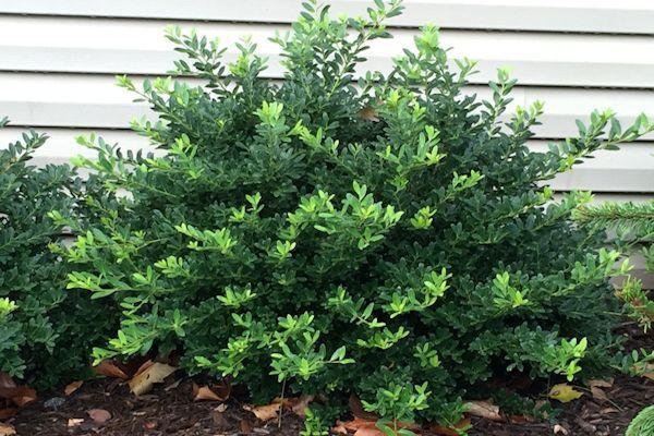 Ilex Crenata Hoogendorn - View 13 from www redcrocus com