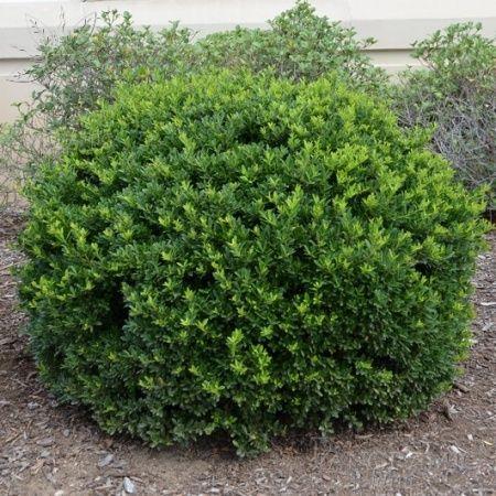 Ilex Crenata Hoogendorn - View 16 from www redcrocus com