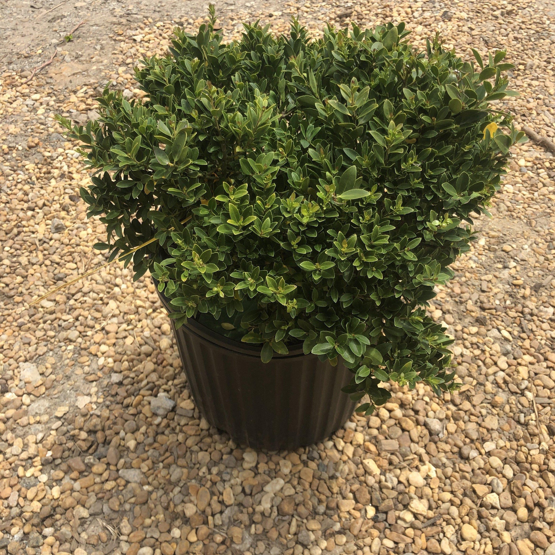Ilex Crenata Hoogendorn - View 17 from www redcrocus com