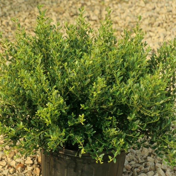 Ilex Crenata Hoogendorn - View 18 from www redcrocus com
