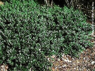 Ilex Crenata Hoogendorn - View 9 from www redcrocus com