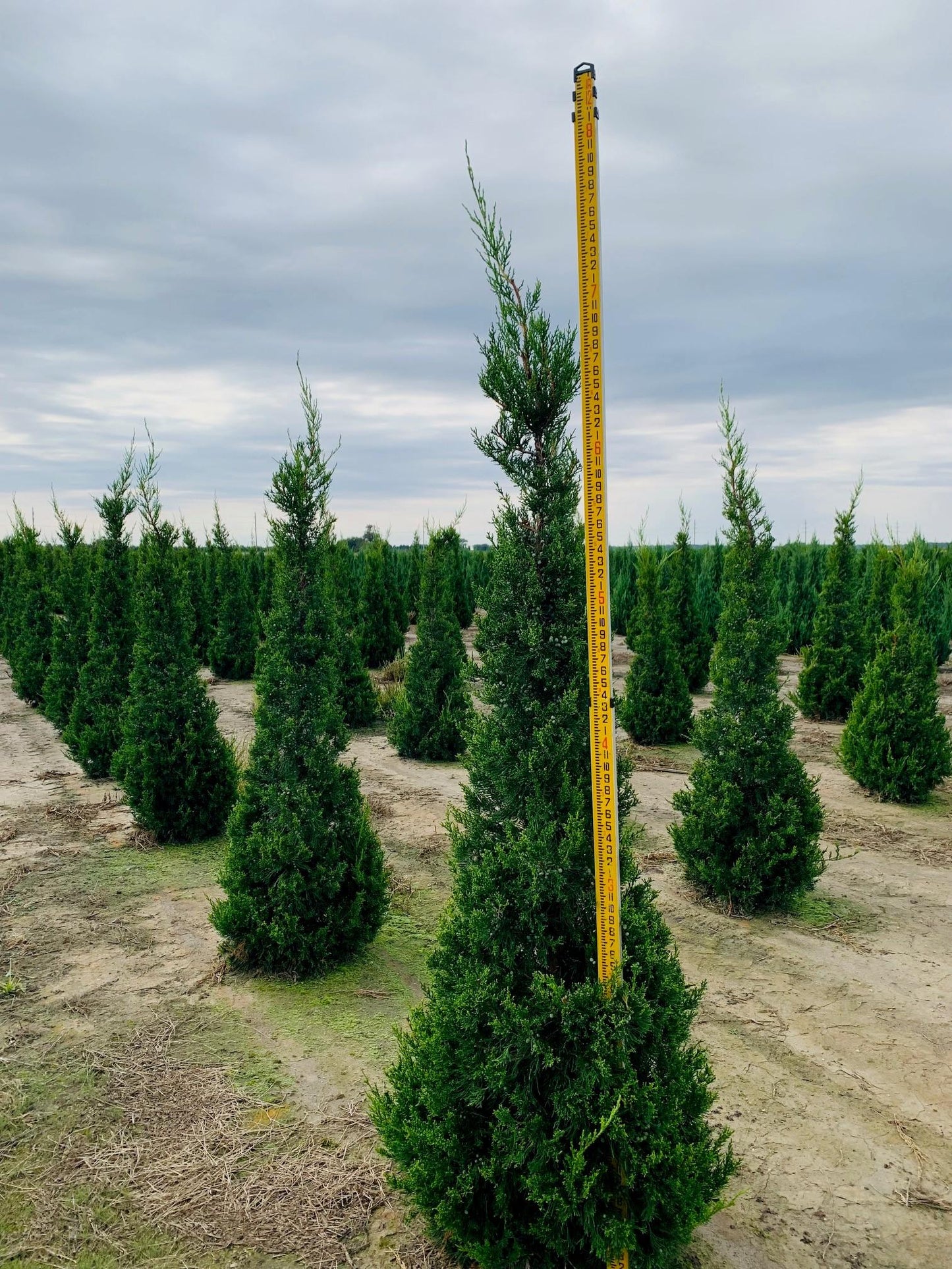 RedCrocus Hetzii Columnaris Juniper - Evergreen Shrub for Garden & Container - Low Maintenance, Deer & Pet Resistant, Full Sun to Partial Shade - 2-4 ft Tall  7/8' h B&B