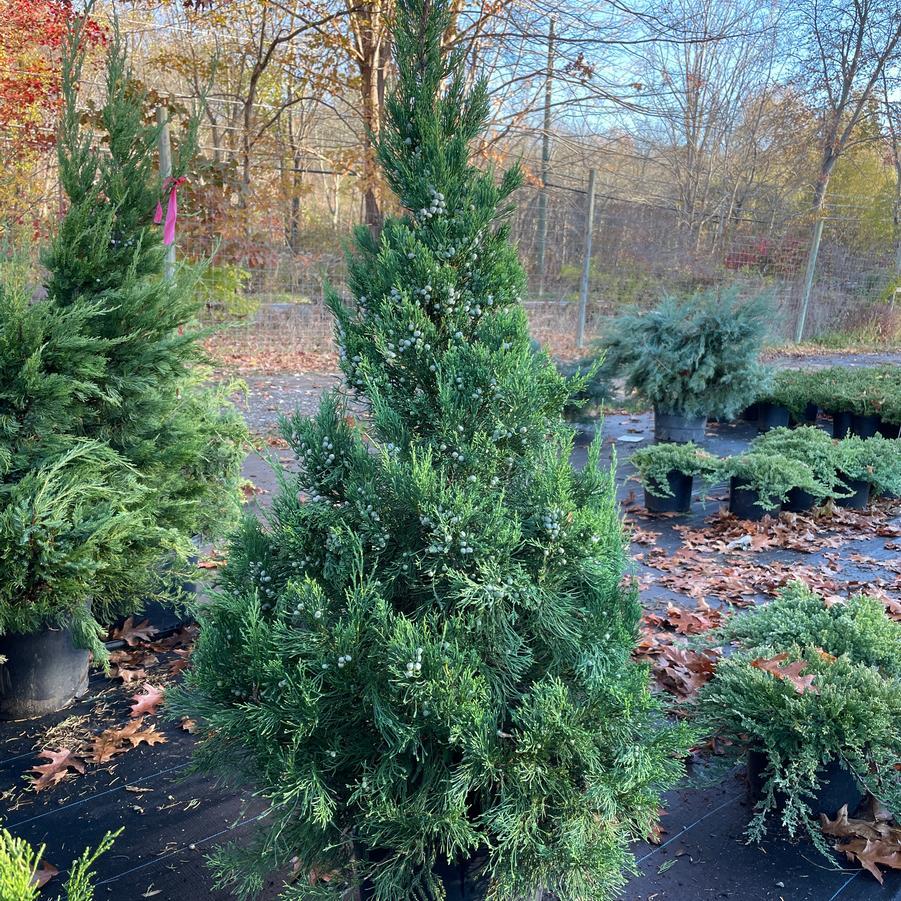 RedCrocus Hetzii Columnaris Juniper - Evergreen Shrub for Garden & Container - Low Maintenance, Deer & Pet Resistant, Full Sun to Partial Shade - 2-4 ft Tall  7/8' h B&B