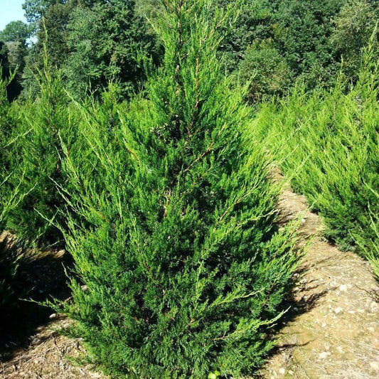 Juniperus Chinensis 'hetzii Columnaris' - View 10 from www redcrocus com