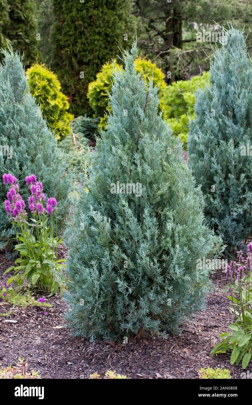 RedCrocus Wichita Blue Rocky Mountain Juniper | Evergreen Needle Plant for Landscape & Containers | Drought Tolerant, Deer Resistant, Pet Friendly  8/10' h B&B