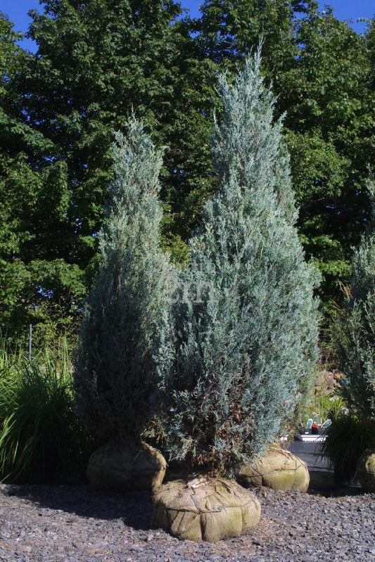 Juniperus Scopulorum Wichita Blue - View 10 from www redcrocus com