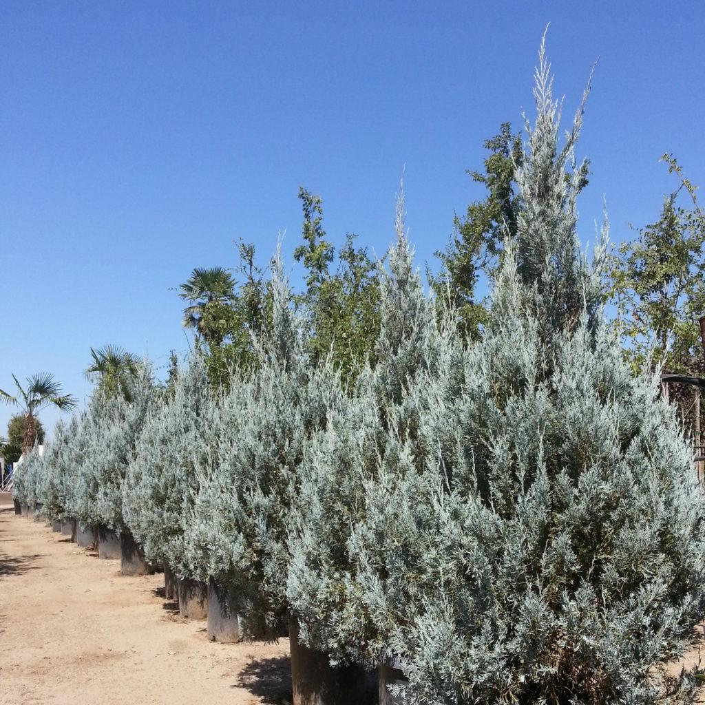 RedCrocus Wichita Blue Rocky Mountain Juniper | Evergreen Needle Plant for Landscape & Containers | Drought Tolerant, Deer Resistant, Pet Friendly  8/10' h B&B