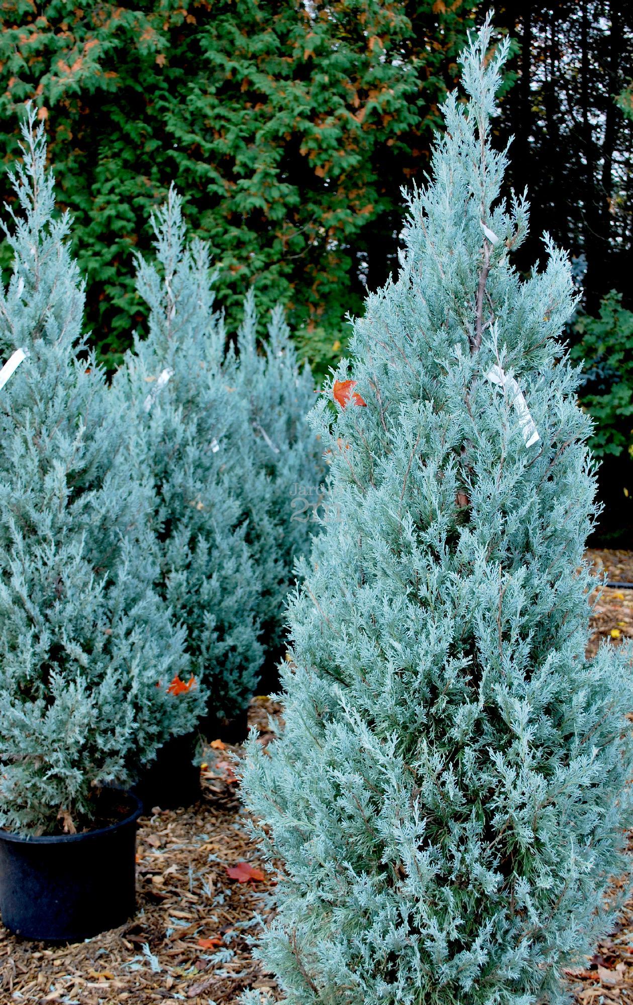 RedCrocus Wichita Blue Rocky Mountain Juniper | Evergreen Needle Plant for Landscape & Containers | Drought Tolerant, Deer Resistant, Pet Friendly  8/10' h B&B