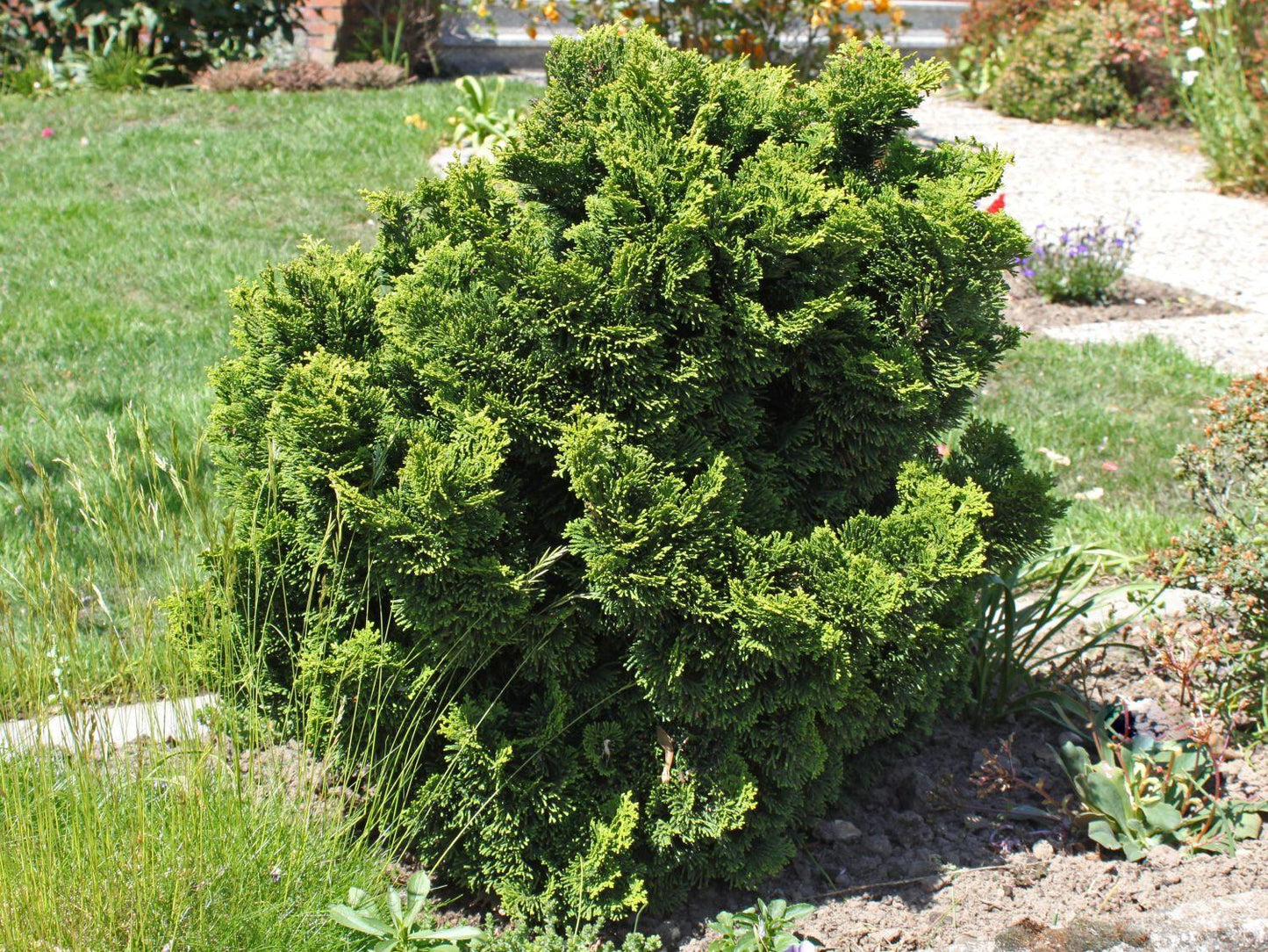 Chamaecyparis Obtusa Nana Gracilis - View 14 from www redcrocus com