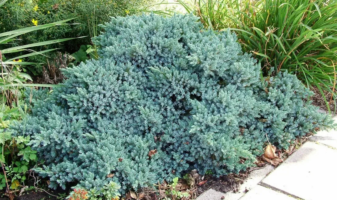 Juniperus Squamata 'blue Star' - View 10 from www redcrocus com