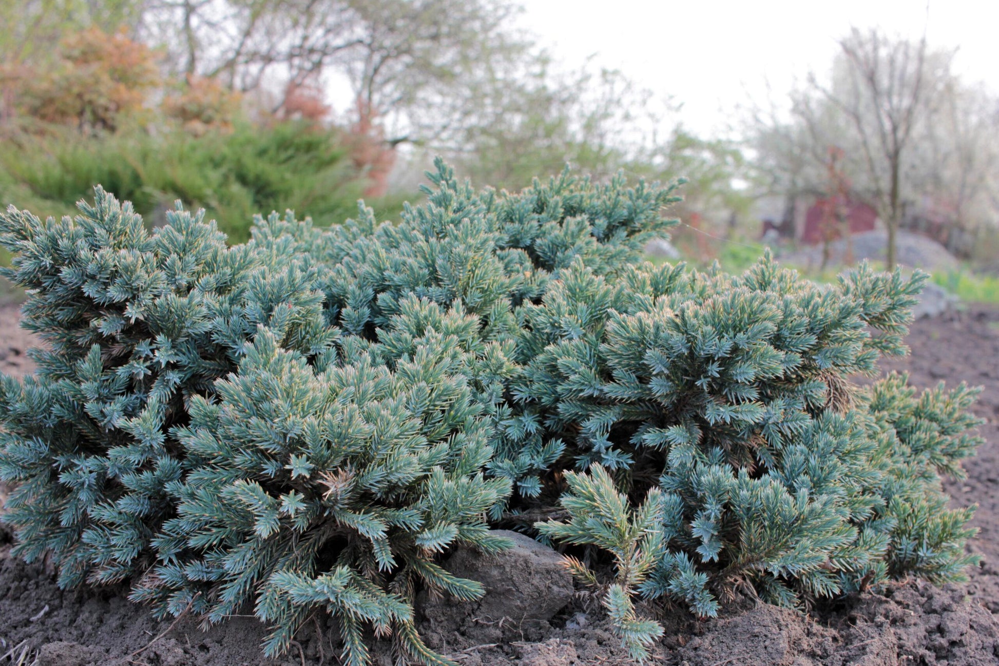 Juniperus Squamata 'blue Star' - View 12 from www redcrocus com