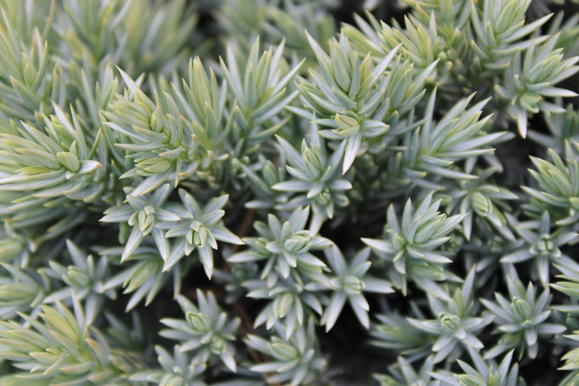Juniperus Squamata 'blue Star' - View 13 from www redcrocus com