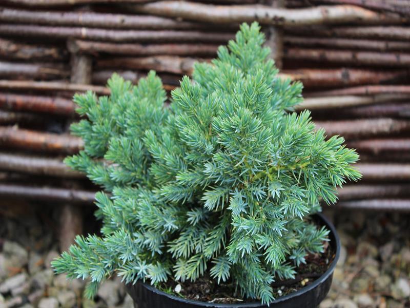 Juniperus Squamata 'blue Star' - View 14 from www redcrocus com