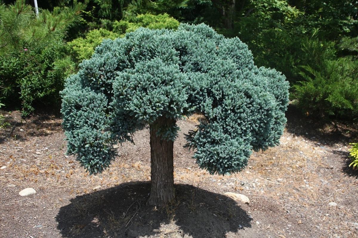 Juniperus Squamata 'blue Star' - View 16 from www redcrocus com