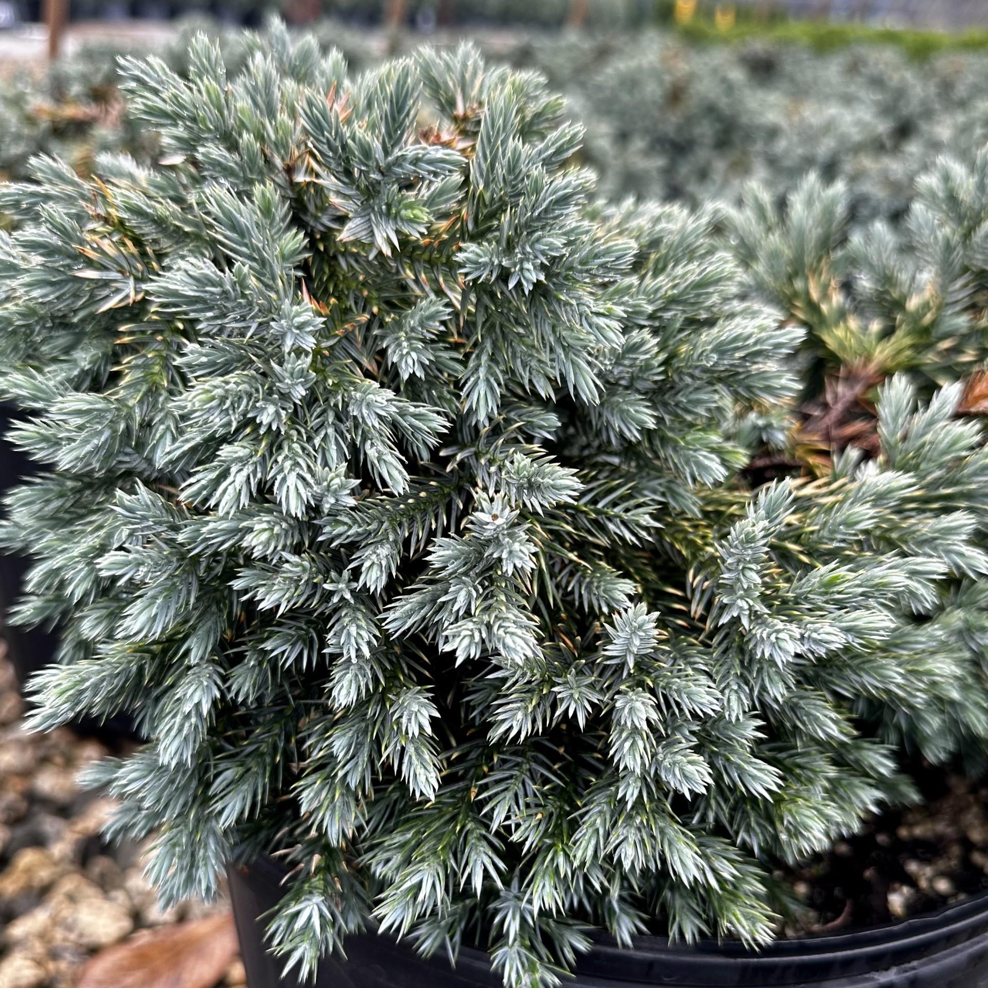 Juniperus Squamata 'blue Star' - View 17 from www redcrocus com