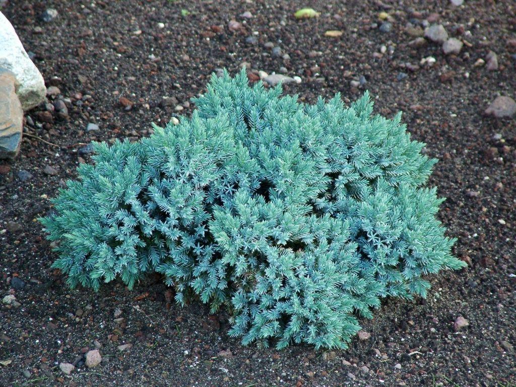 Juniperus Squamata 'blue Star' - View 18 from www redcrocus com