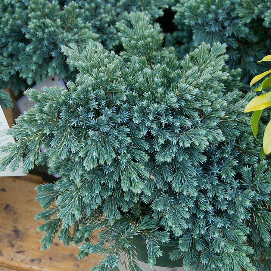 Juniperus Squamata 'blue Star' - View 2 from www redcrocus com