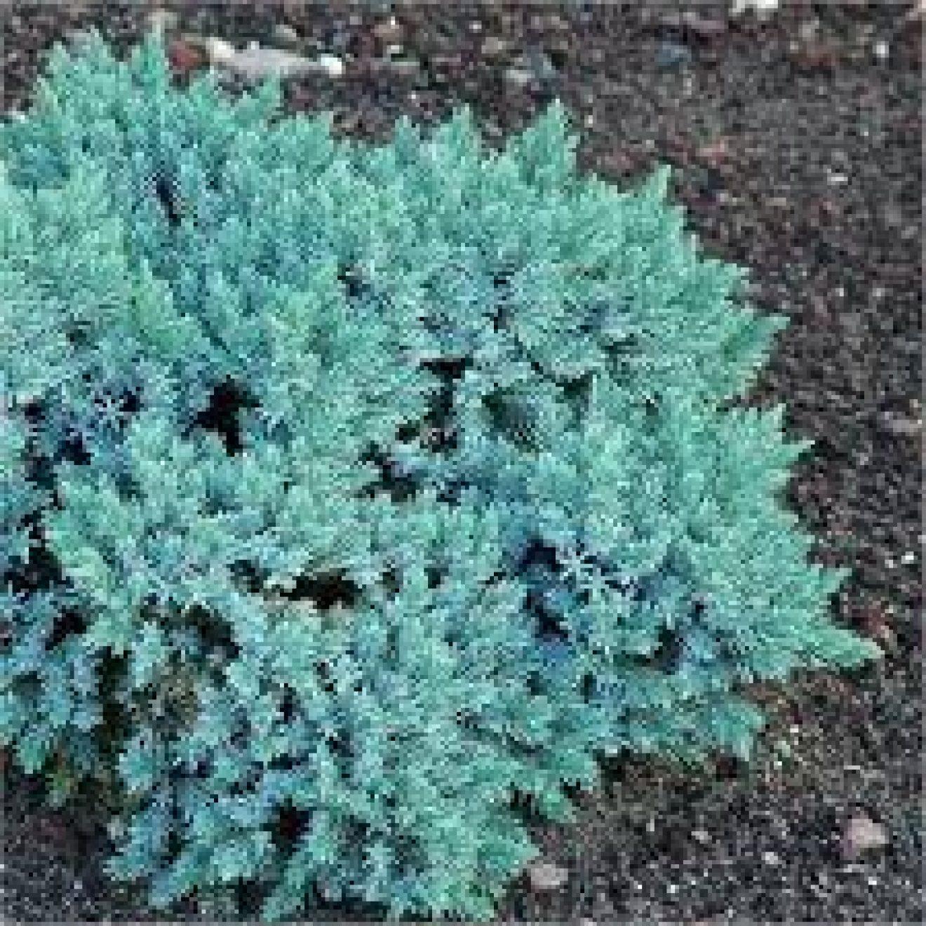 Juniperus Squamata 'blue Star' - View 3 from www redcrocus com