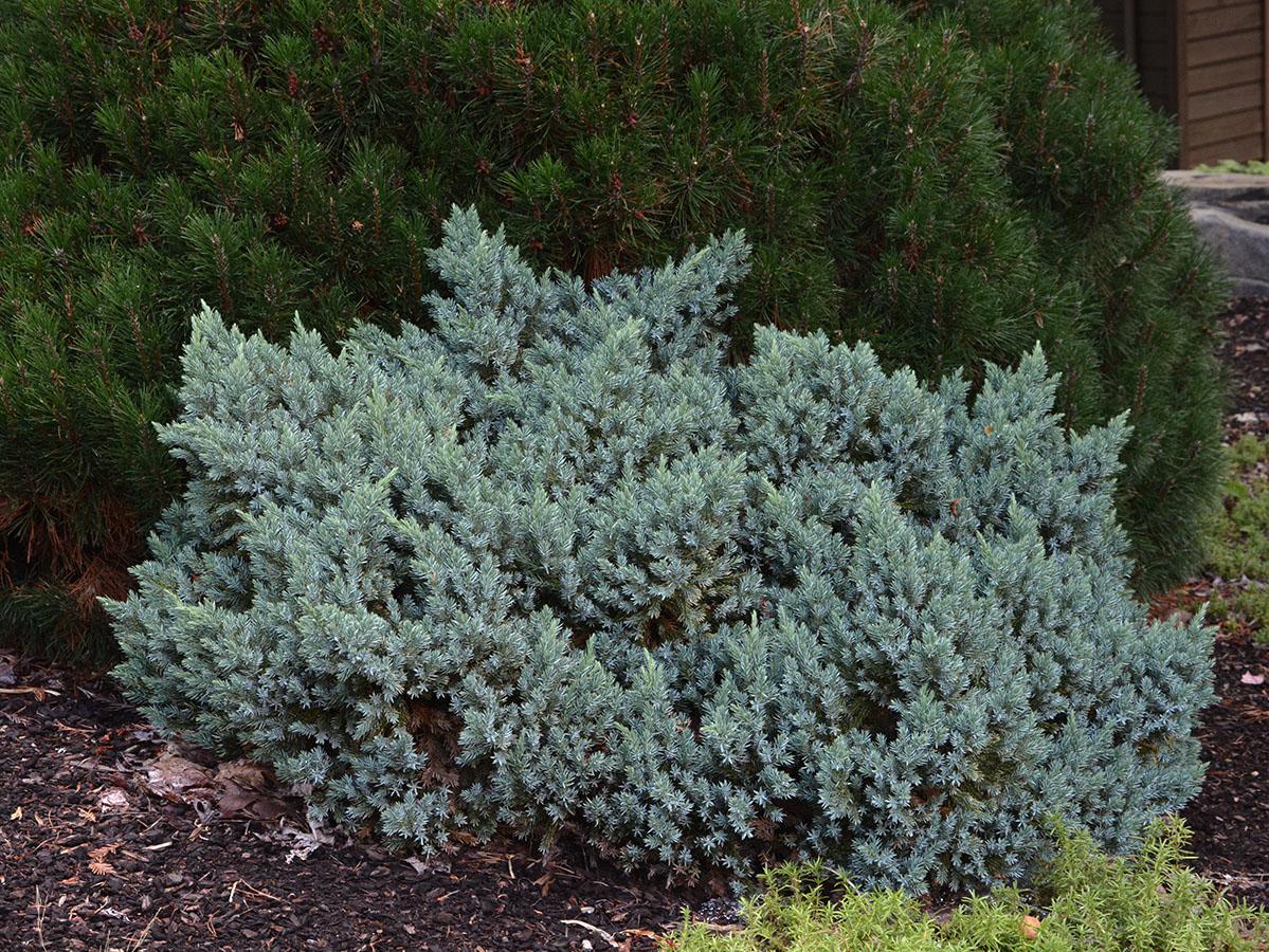Juniperus Squamata 'blue Star' - View 5 from www redcrocus com