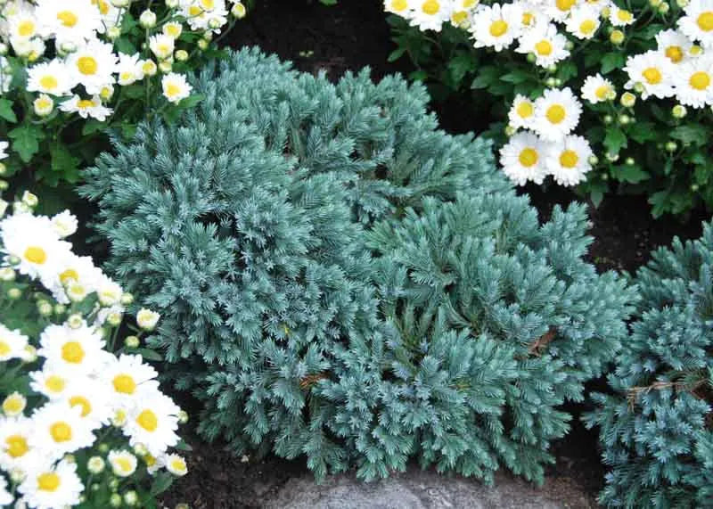 Juniperus Squamata 'blue Star' - View 6 from www redcrocus com