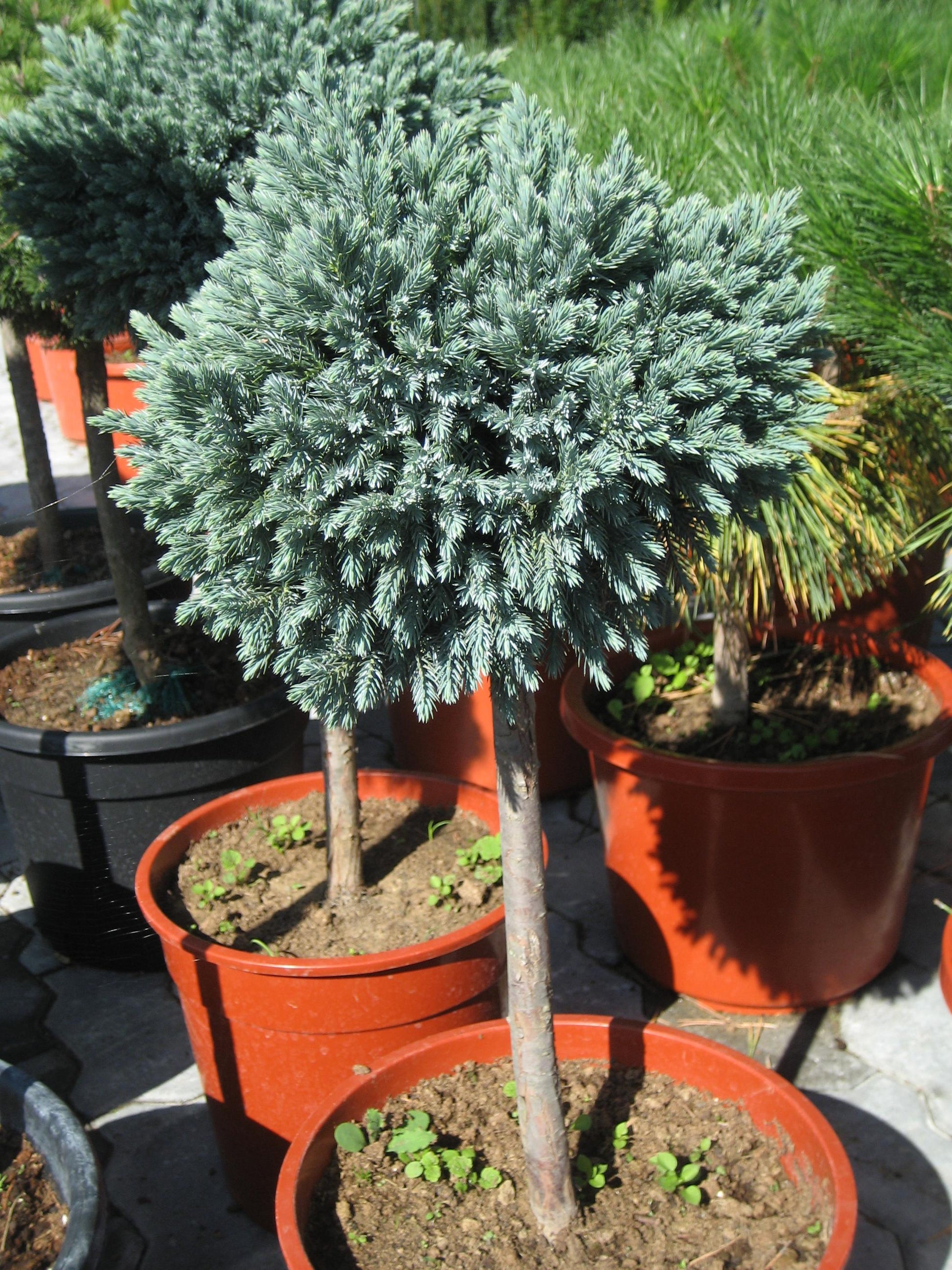 Juniperus Squamata 'blue Star' - View 8 from www redcrocus com