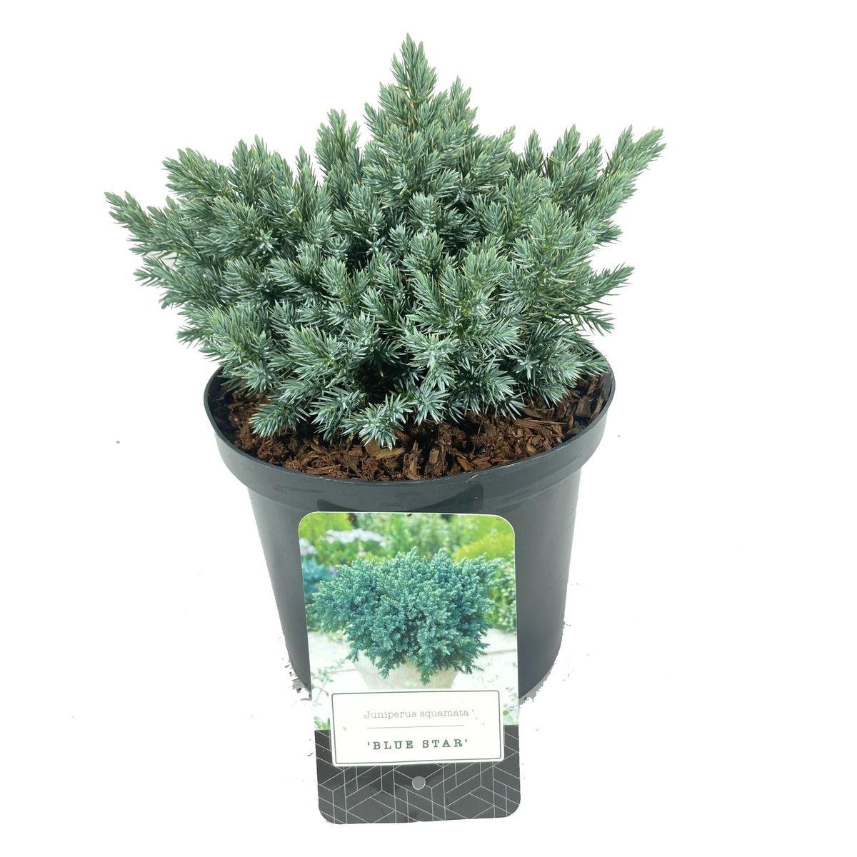 Juniperus Squamata 'blue Star' - View 9 from www redcrocus com