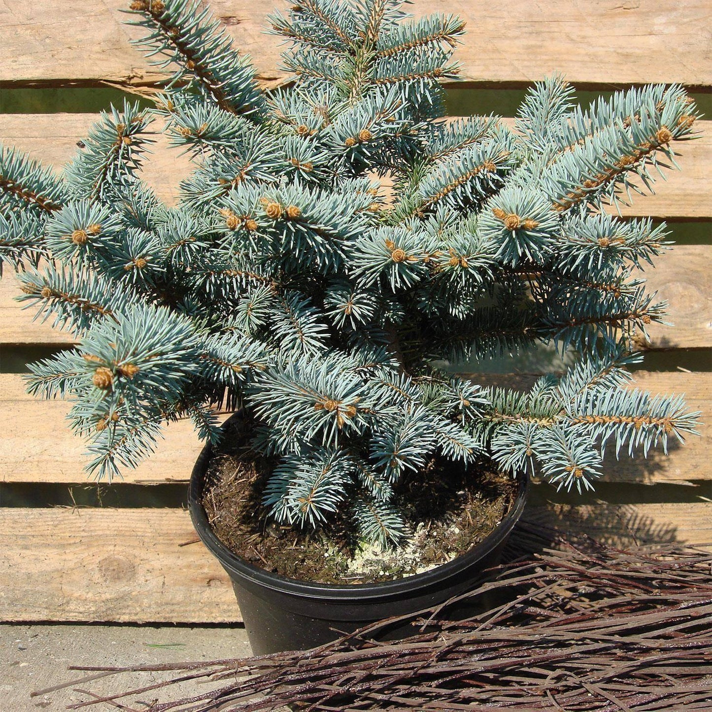 RedCrocus Globe Colorado Blue Spruce Picea pungens 'Glauca Globosa' - Compact Evergreen for Gardens & Containers, Full Sun, Hardy in Zones 3-7  3/4' w B&B