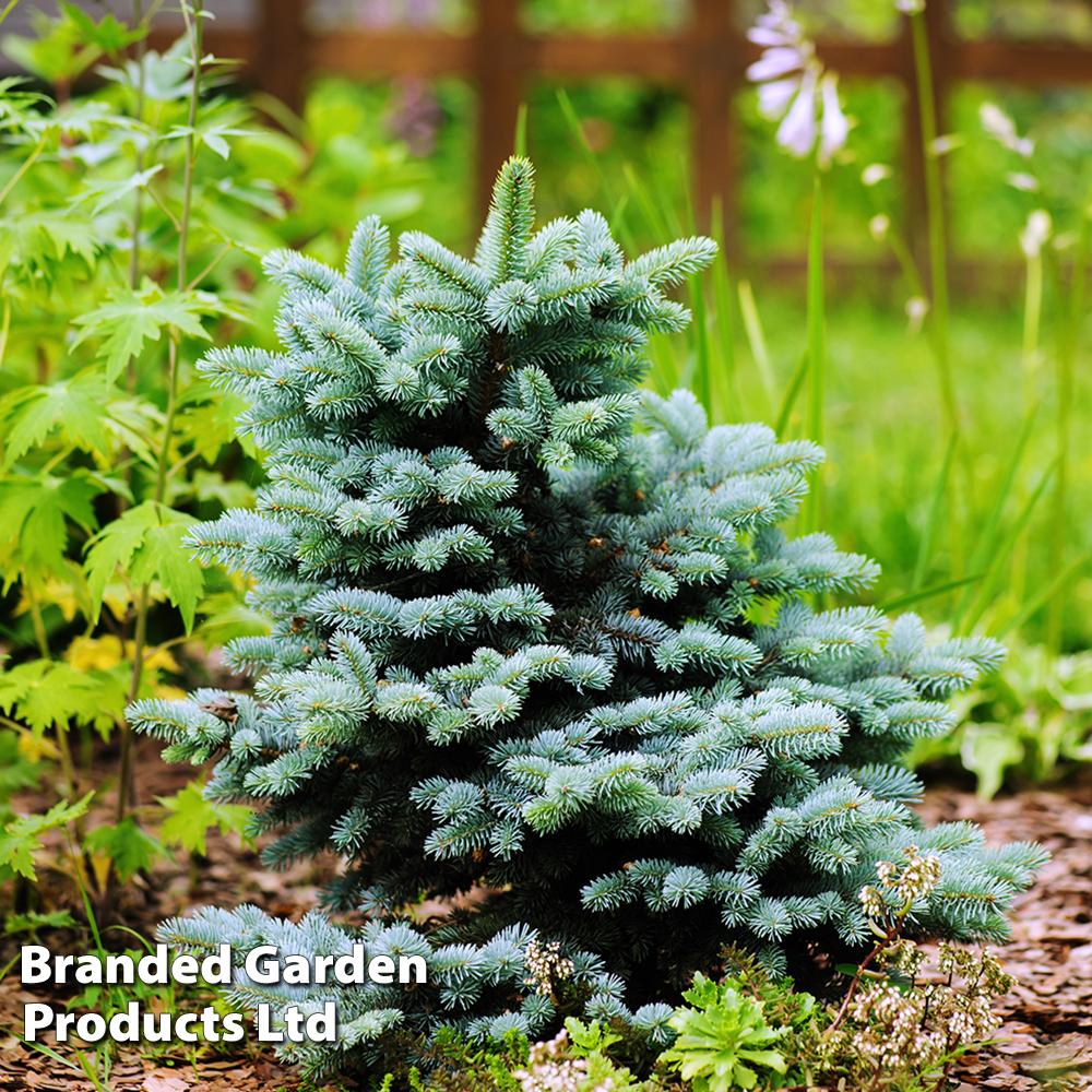 RedCrocus Globe Colorado Blue Spruce Picea pungens 'Glauca Globosa' - Compact Evergreen for Gardens & Containers, Full Sun, Hardy in Zones 3-7  3/4' w B&B