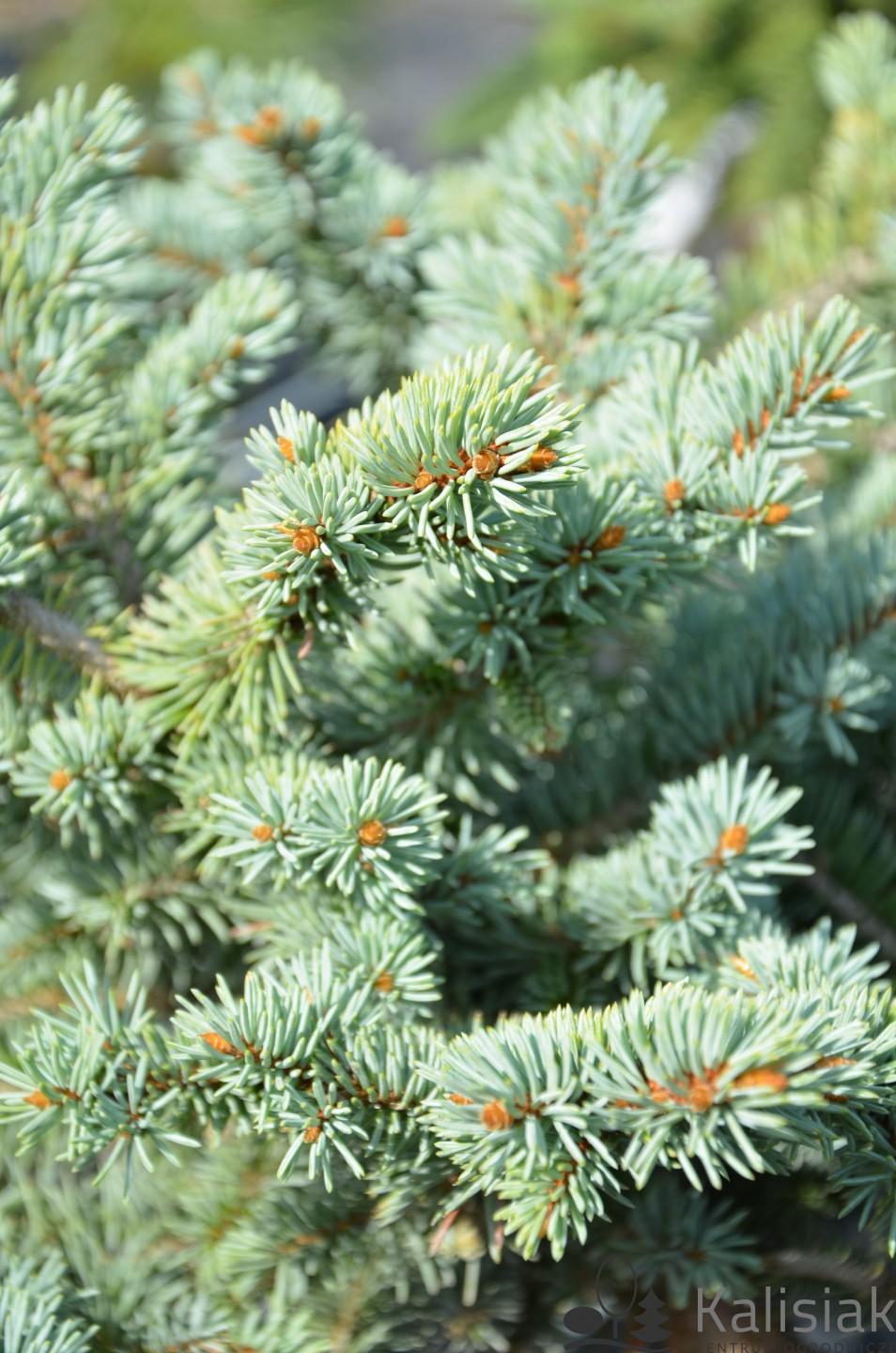Picea Pungens Glauca Globosa - View 15 from www redcrocus com