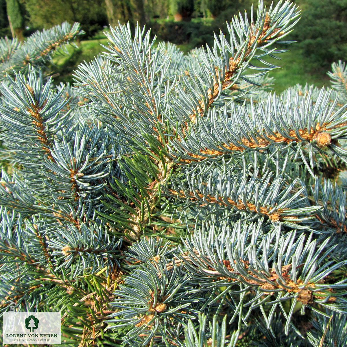 Picea Pungens Glauca Globosa - View 16 from www redcrocus com