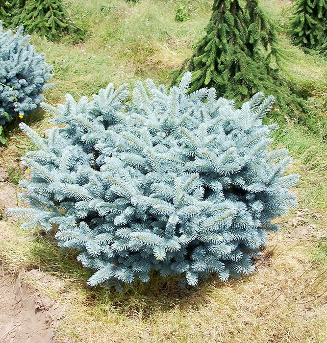 Picea Pungens Glauca Globosa - View 18 from www redcrocus com