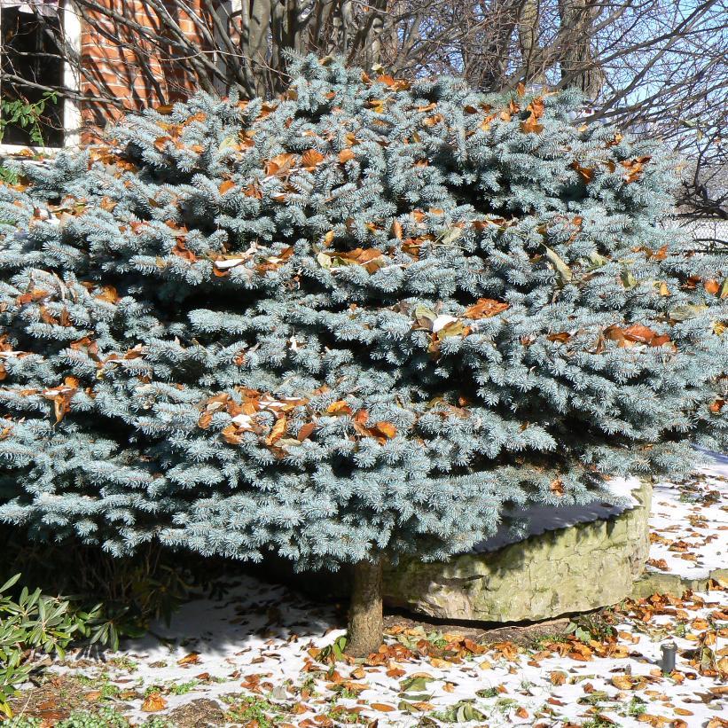 Picea Pungens Glauca Globosa - View 3 from www redcrocus com