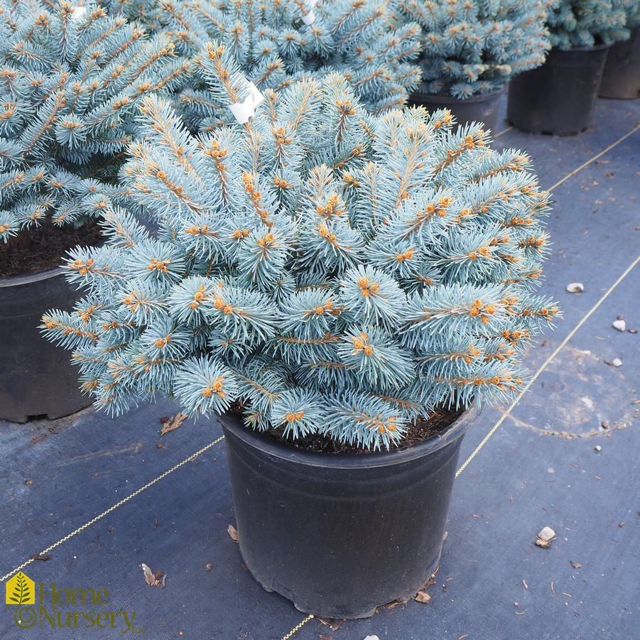 Picea Pungens Glauca Globosa - View 9 from www redcrocus com