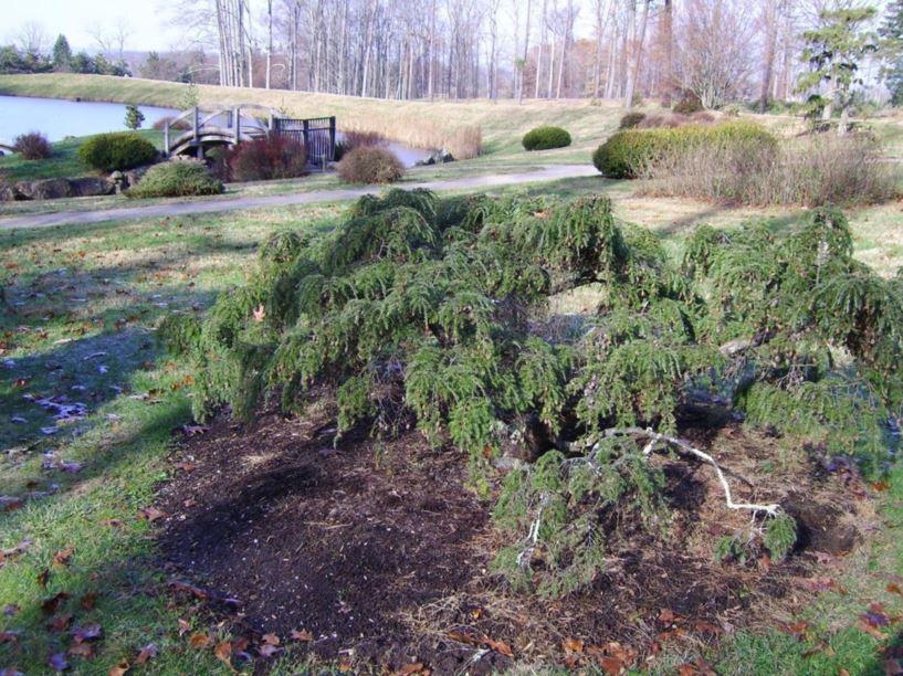 Tsuga Canadensis 'sargentii' - View 4 from www redcrocus com
