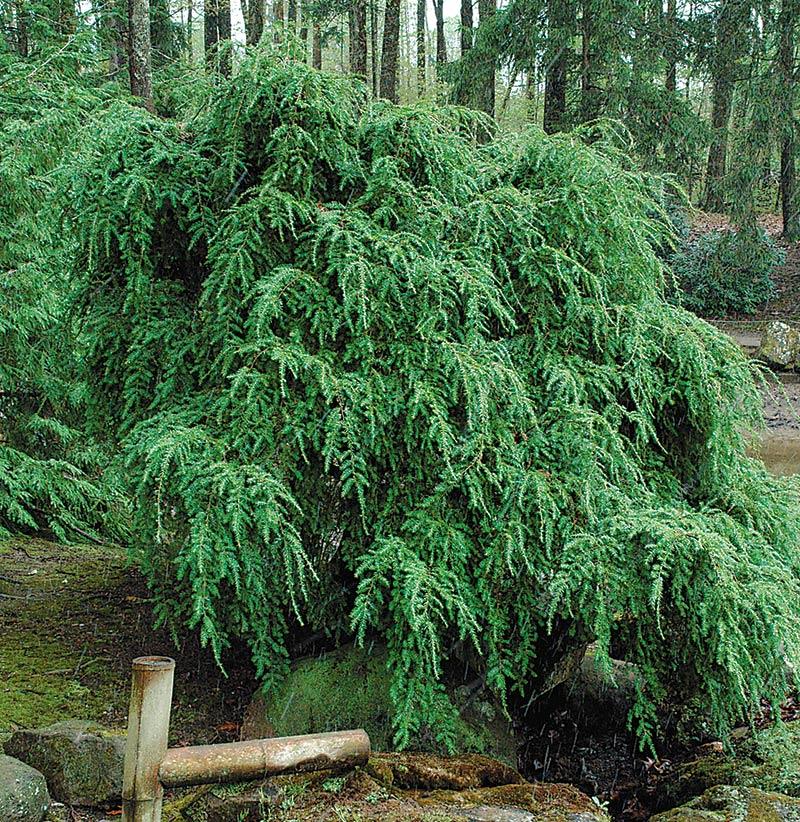 Tsuga Canadensis 'sargentii' - View 5 from www redcrocus com