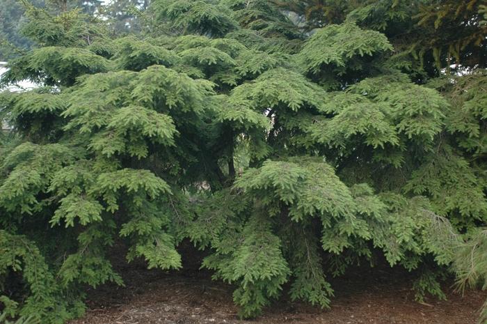 Tsuga Canadensis 'sargentii' - View 8 from www redcrocus com