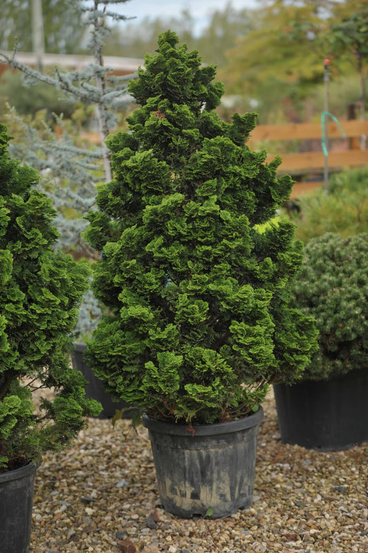 Chamaecyparis Obtusa 'gracilis' - View 11 from www redcrocus com