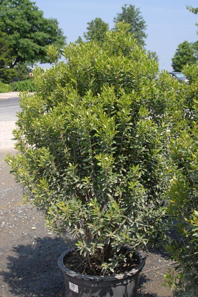Ilex Glabra Densa - View 10 from www redcrocus com
