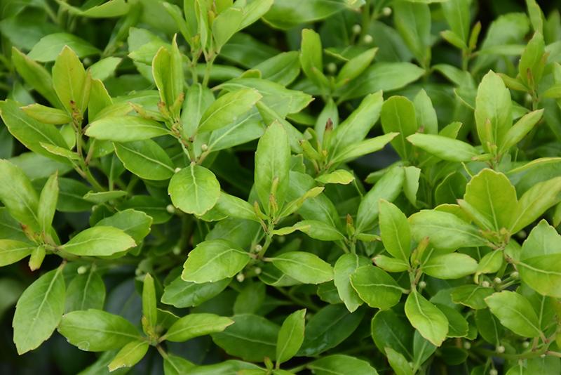 Ilex Glabra Densa - View 11 from www redcrocus com