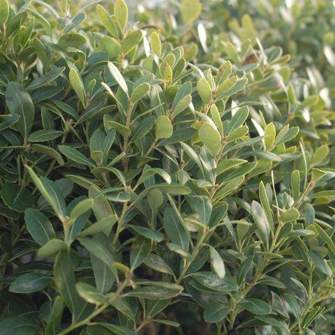 Ilex Glabra Densa - View 12 from www redcrocus com