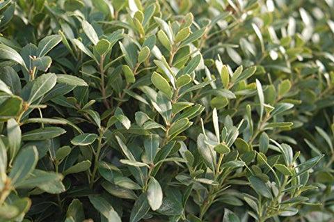 Ilex Glabra Densa - View 13 from www redcrocus com