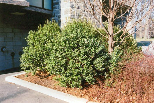 Ilex Glabra Densa - View 1 from www redcrocus com