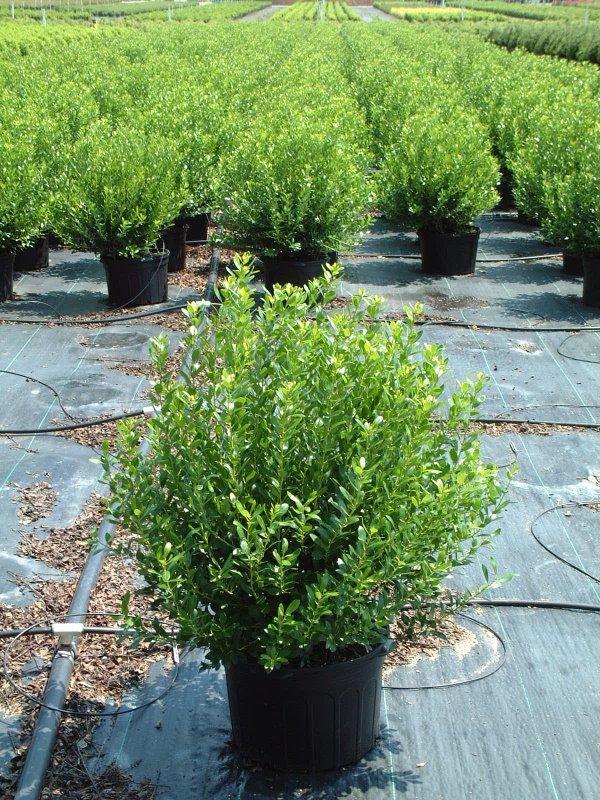 Ilex Glabra Densa - View 3 from www redcrocus com