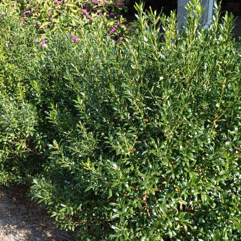 Ilex Glabra Densa - View 5 from www redcrocus com